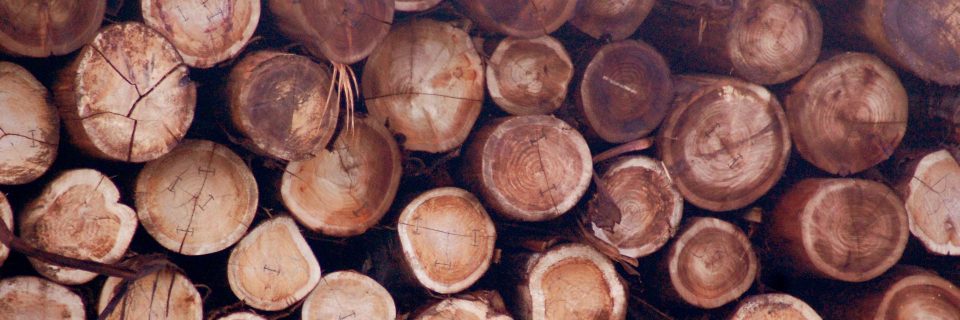 Some of our products are Sliced Veneer logs, rotary veneer logs, pruned and regular logs.