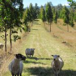 Agroforestry Sheep Raising